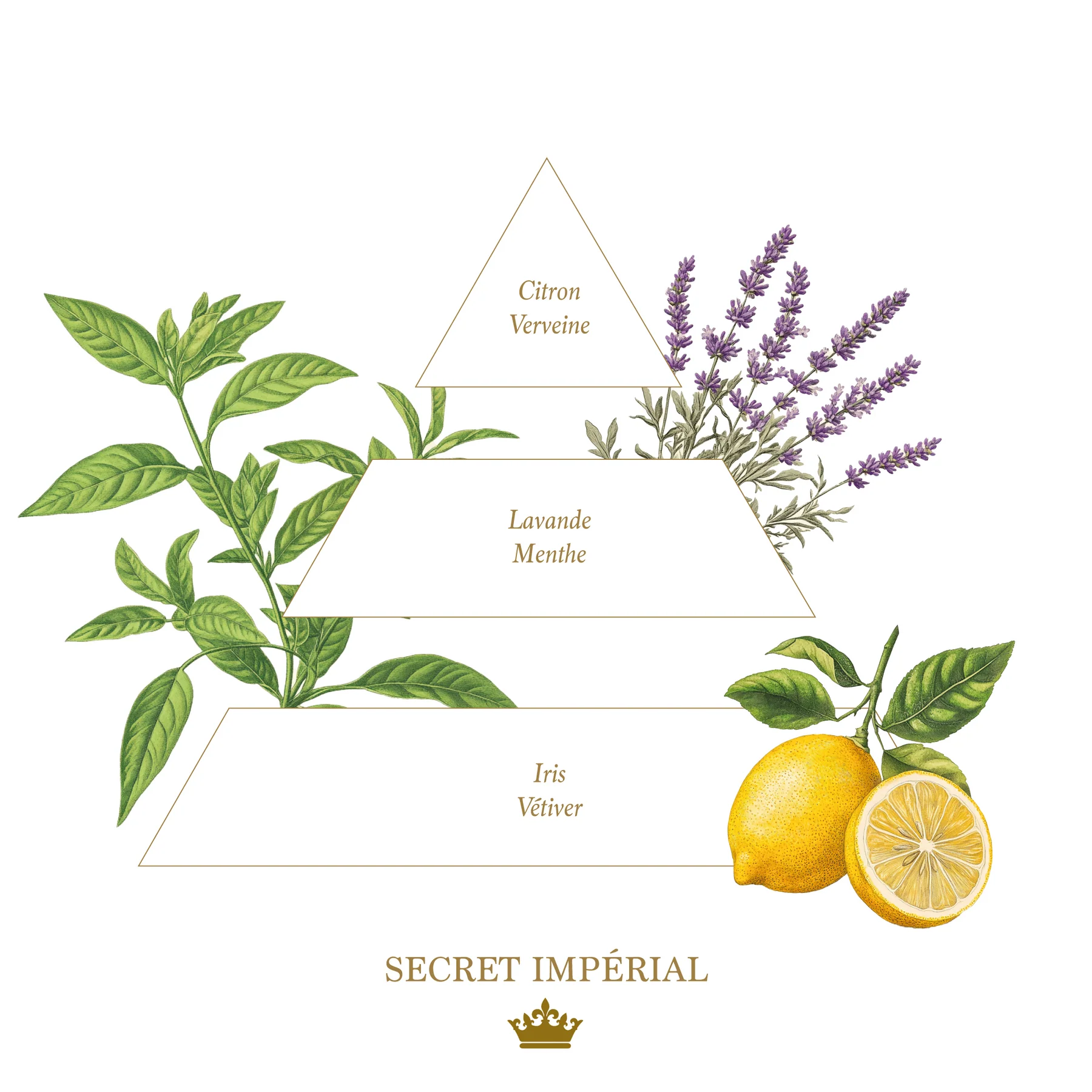 Bougie parfumée Secret Impérial - Collection Colorée  4